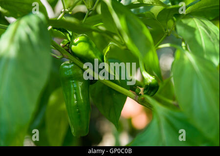 Piment vert sur les plantes en croissance Banque D'Images