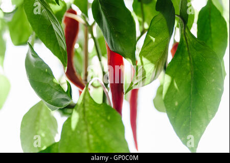 Piment rouge poussant sur une plante en fenêtre lumineuse light Banque D'Images