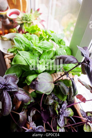 Basilic pourpre et vert de plus en plus d'herbes dans des pots sur le rebord de fenêtre de cuisine Banque D'Images