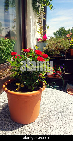 Balcon avec table en marbre sur roses en pot Banque D'Images