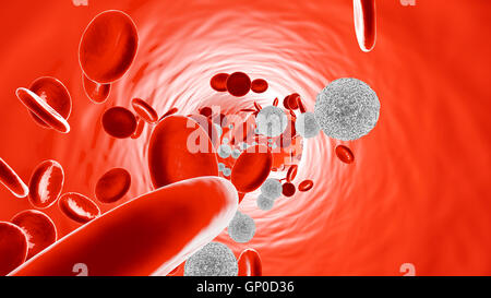 Les cellules des leucocytes circulant dans le sang avec les érythrocytes. Banque D'Images