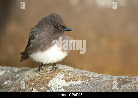 A Black Phoebe reposant sur un rocher. Banque D'Images