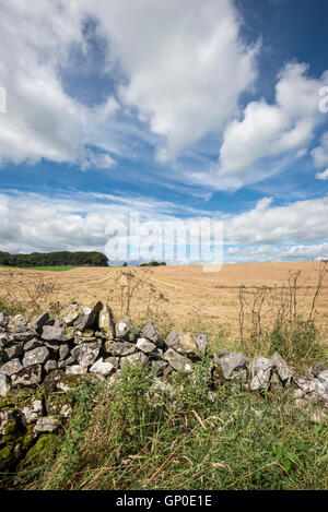 Une belle journée ensoleillée et chaude dans la zone de Pic Blanc du Derbyshire. Vue sur un mur en pierre calcaire d'un champ moissonné. Banque D'Images