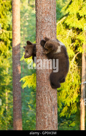 Deux oursons brun (Ursus arctos) à la baisse par rapport à un tronc d'arbre après avoir gravi d'éviter un mâle Banque D'Images