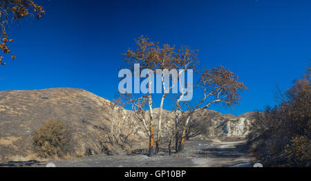 Cluster de bouleau blanc les arbres situés dans des collines du sud de la Californie après un incendie de forêt. Banque D'Images