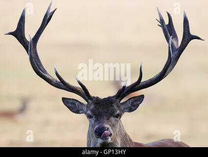 Deer rut à Richmond Park, Londres, le premier jour de l'automne météorologique. Banque D'Images