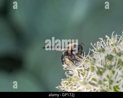 Bumblebee, également écrit bourdon, est un membre de l'abeille genre Bombus, dans la famille Apidae Banque D'Images