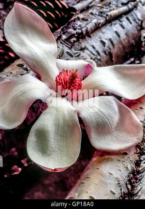 Magnolia soulangeana magnolia soucoupe ,est une plante hybride dans le genre Magnolia et la famille Magnoliaceae Banque D'Images