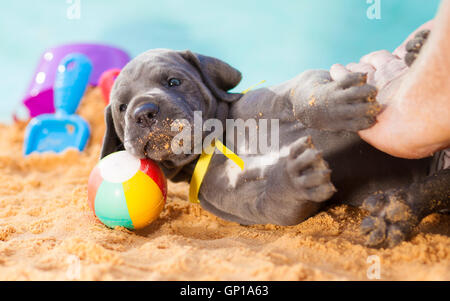 Quatre semaines chiot dogue allemand sur le point d'obtenir un ventre rub Banque D'Images