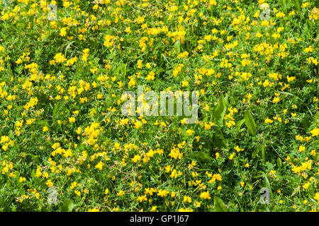 Fleurs jaune, vert l'herbe et les feuilles d'une herbe de côtes ou lancéole, également connu sous le nom de plantain psyllium, ou Banque D'Images