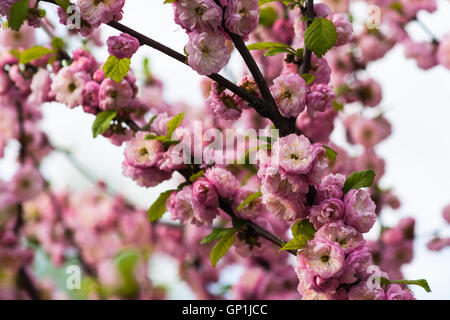 Amandier en fleurs également connu sous le nom de prunus triloba en pleine floraison. Fleurs rose pâle, contexte, thème du printemps. Banque D'Images