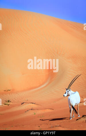 Ou Arabian oryx antilopes dans la réserve de conservation du désert près de DUBAÏ, ÉMIRATS ARABES UNIS Banque D'Images