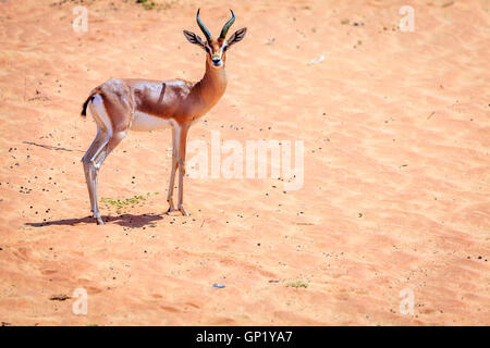 La gazelle d'Arabie dans le désert d'une réserve de conservation près de DUBAÏ, ÉMIRATS ARABES UNIS Banque D'Images