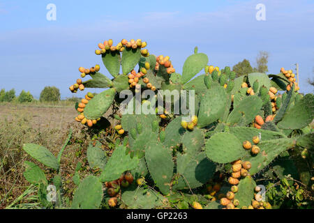 Spineless prickly pear cactus Oputia ficus indica fleurs de printemps fleurs jaune orange vif, Sardaigne Banque D'Images