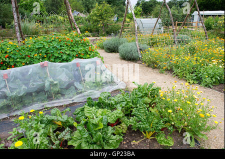 Attribution de légumes à Ryton jardins biologiques en été. Le Warwickshire, Angleterre Banque D'Images