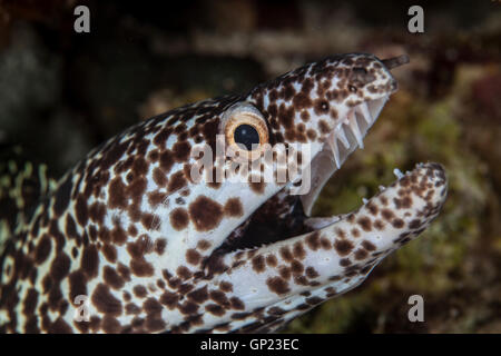 Murène tachetée Gymnothorax, moringa, Turneffe Atoll, des Caraïbes, le Belize Banque D'Images