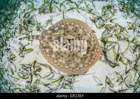 Stingray jaune, Urobatis jamaicensis, Turneffe Atoll, des Caraïbes, le Belize Banque D'Images