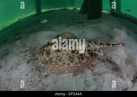 Stingray jaune, Urobatis jamaicensis, Turneffe Atoll, des Caraïbes, le Belize Banque D'Images