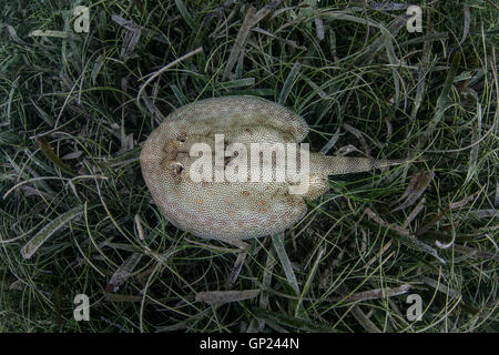 Stingray jaune, Urobatis jamaicensis, Turneffe Atoll, des Caraïbes, le Belize Banque D'Images