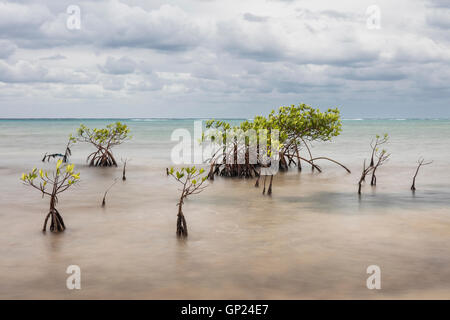 Les mangroves de l'écosystème, Rhizophora, Turneffe Atoll, des Caraïbes, le Belize Banque D'Images