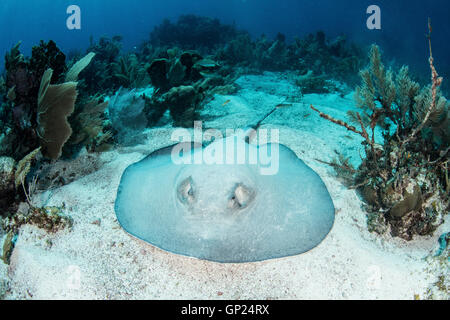 Roughtail pastenague Dasyatis centroura, Turneffe Atoll, des Caraïbes, le Belize Banque D'Images