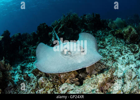 Roughtail pastenague Dasyatis centroura, Turneffe Atoll, des Caraïbes, le Belize Banque D'Images