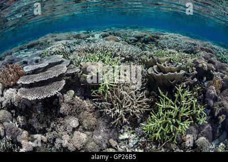 De plus en plus de récifs de coraux différents sur le haut, le Parc National de Komodo, Indonésie Banque D'Images