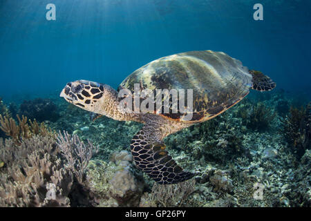La tortue imbriquée, Eretmochelys imbricata, le Parc National de Komodo, Indonésie Banque D'Images