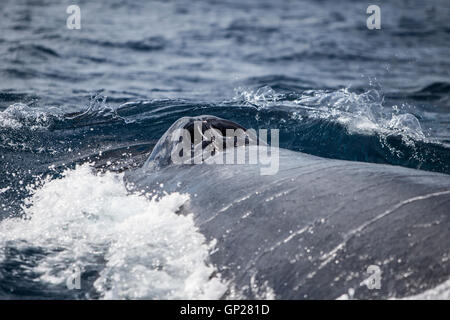 La respiration de baleines à bosse, Megaptera novaeangliae de surface, de l'argent Banque, Océan Atlantique, la République Dominicaine Banque D'Images