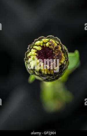 Zinnia fleur prise en herbe avec objectif macro. Banque D'Images