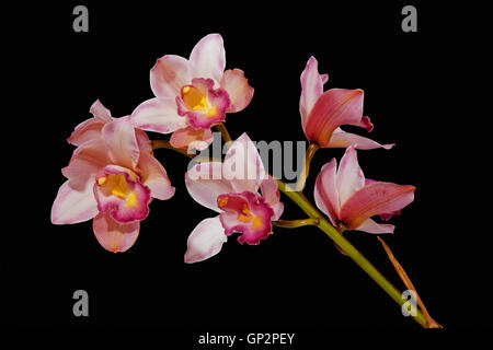 De pulvérisation rose les orchidées cymbidiums avec tige verte isolée sur fond noir Banque D'Images