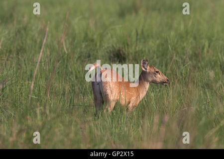 L'Indien est Deer Hog alerte dans les prairies de Dhikala à Jim Corbett National Park Banque D'Images