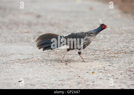 Le faisan kalij (Lophura leucomelanos) trouvés dans les forêts et les fourrés, surtout au pied de l'Himalaya, Corbett Park Banque D'Images