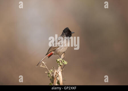 Le Bulbul à évent rouge perché sur une souche d'un arbre Banque D'Images