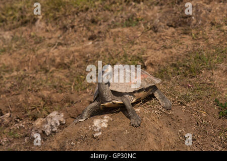 Toit couronné rouge tortue sur la rive du fleuve Chambal dans le Madhya Pradesh sur la frontière de l'Uttar Pradesh en Inde Banque D'Images