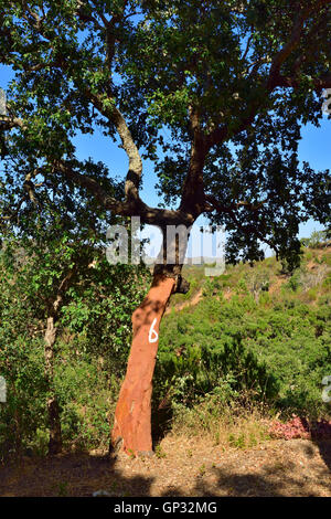 Chêne-liège (Quercus suber) poussent à l'état sauvage en Algarve, Portugal. Nouvelle récolte de l'arbre de l'écorce de liège Banque D'Images