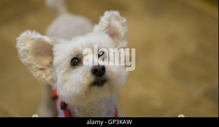 Mignon et adorable chien caniche blanc avec les oreilles. L'accent sur les yeux. Banque D'Images