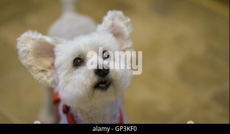 Mignon et adorable chien caniche blanc avec les oreilles. L'accent sur les yeux. Banque D'Images