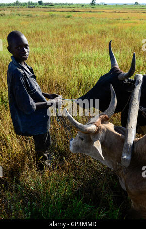 Le BURKINA FASO, Bobo Dioulasso, village de Bama, la culture du riz pour la production de semences hybrides, agriculteur avec ox labourer le sol, deux vaches avec fourche en bois Banque D'Images