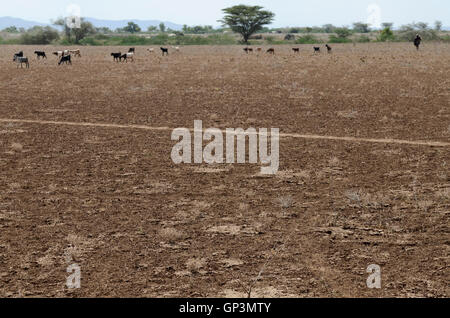KENYA région Turkana, Kakuma , Turkana tribu nilotique, la région souffre de problèmes permanents de sécheresse, de manque de pluie, de surpâturage