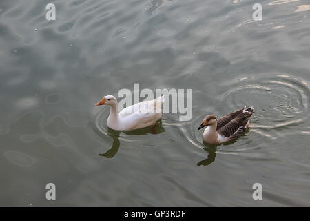 Paire de canards avec douce et soyeuse flottant en plumes tranquillement sur l'eau dans un lac Banque D'Images