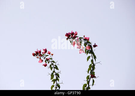 Deux branches de l'arbuste à fleurs de bougainvilliers, magnifiquement bowing élevée dans l'air contre le fond de ciel lumineux Banque D'Images