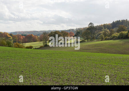 Développement d'une culture de blé d'hiver à partir de la plantule à la récolte, Berkshire, plantule, octobre Banque D'Images