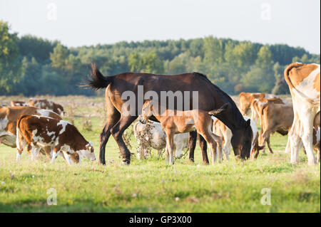 Une mare est à côté de son poulain avec des vaches Banque D'Images