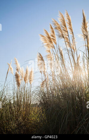 Herbe de Pampa Banque D'Images