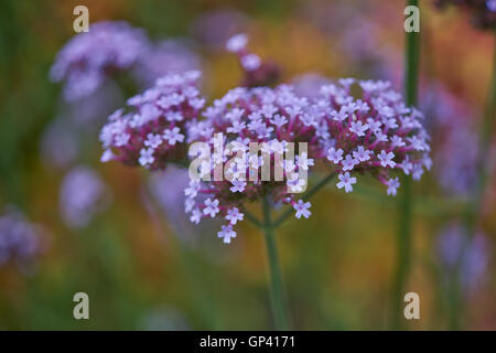 Verbena bonariensis clustertop purpletop vervain argentin en fleurs fleurs Banque D'Images