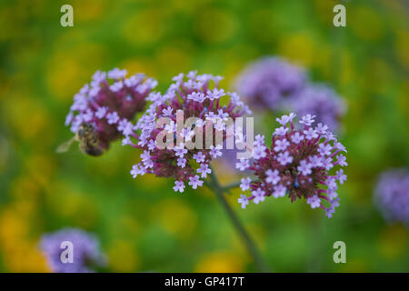 Verbena bonariensis clustertop purpletop vervain argentin en fleurs fleurs Banque D'Images