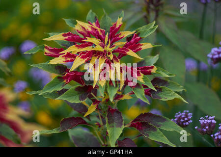 Joseph's coat Amaranthus tricolor usine tandaljo tandalja tampala perfecta bhaji callaloo Banque D'Images