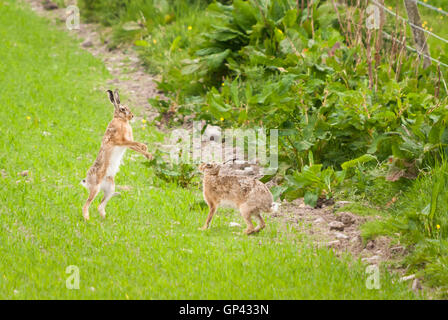 L'Brown Hare, Lepus europaeus, Boxe dans un pré sur l'île d'Islay, Hébrides intérieures, Ecosse Banque D'Images