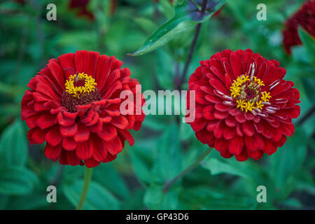 Les zinnias zinnia rouge deux close up Banque D'Images